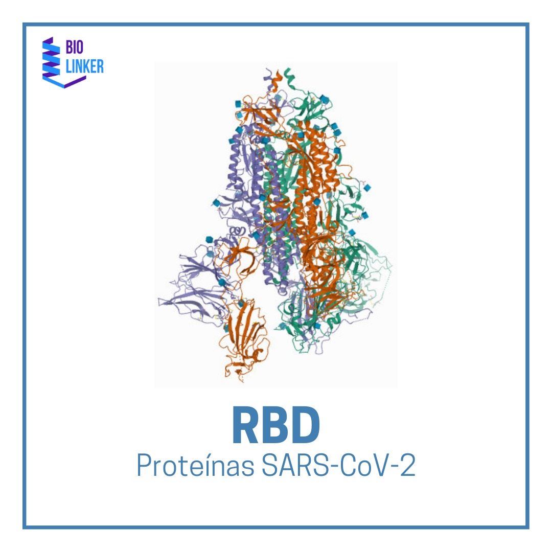 RBD proteínas sars cov 2